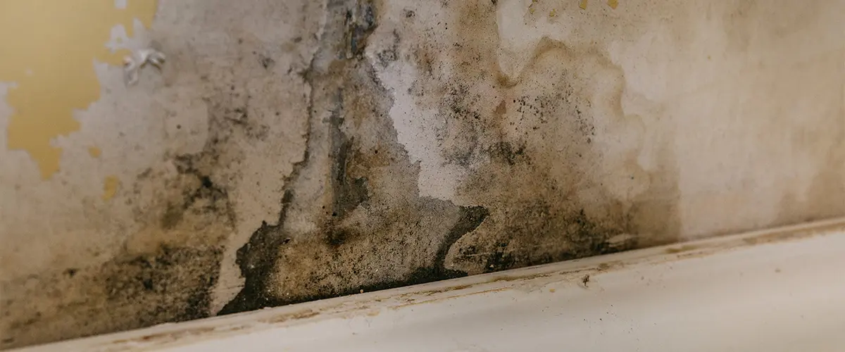 Dark mold on bathroom walls and mold in showers