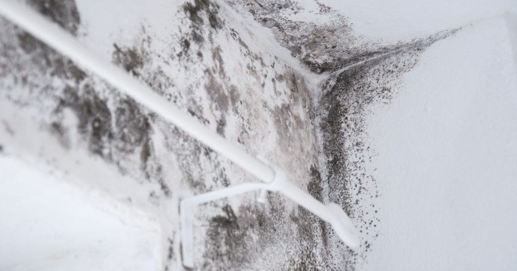 Close-up of mold and mildew on a bathroom wall with visible water damage.